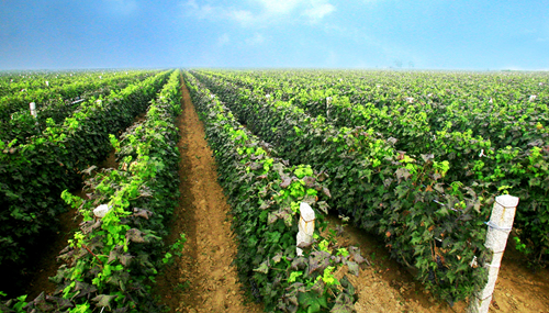 全球最大的蛇龙珠葡萄基地成就独特的&ldquo;解百纳风味&rdquo;