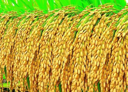 金粳818稻种多少钱一斤_金粳818稻种多少钱一斤_南粳9108稻种1斤多少钱