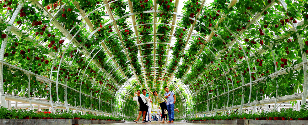 创新绿色园区美 开放共享菜博会