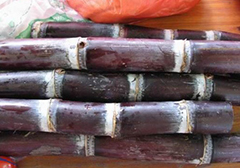 &ldquo;清明甘蔗毒过蛇&rdquo; 甘蔗这会儿还能吃吗？