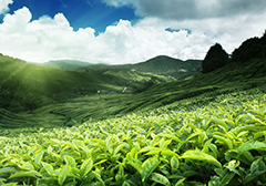 稀土标准取消 茶叶笑了？