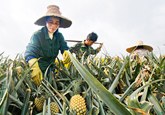 工人配合摘菠萝 动作流畅有点萌