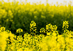 山西油菜花竞相绽放