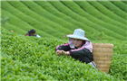 融入中國人生活的茶文化