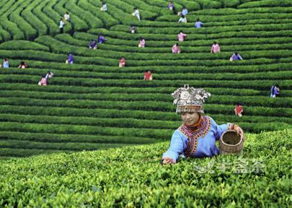 为给世界一杯净茶:贵州每年多花50亿元