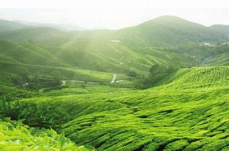 安徽加快油茶良种基地建设