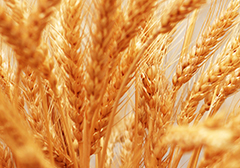 全国夏收小麦收获超七成