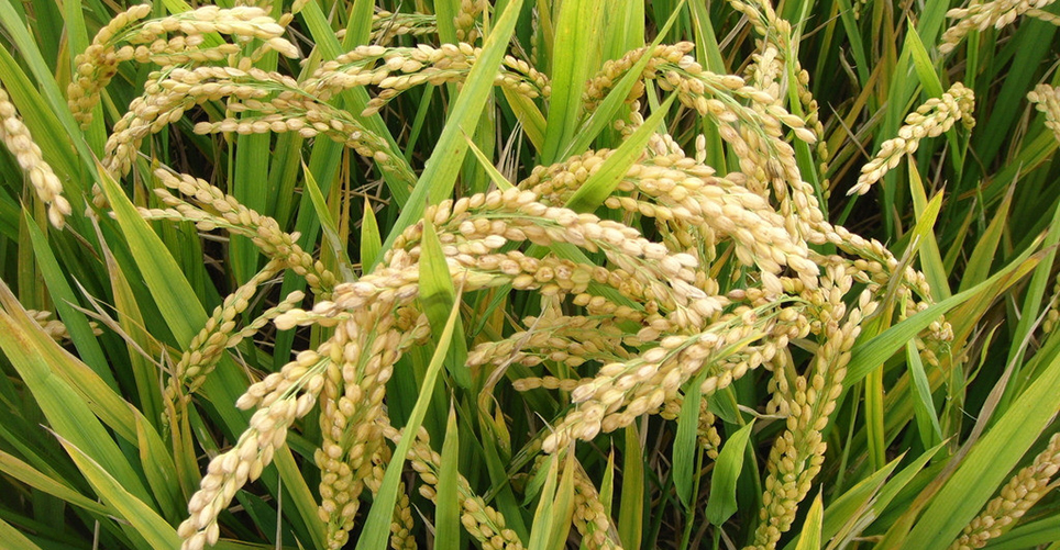 农业部关于命名第一批国家农产品质量安全县（市）的通知