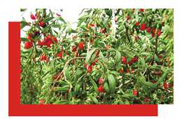 宁夏枸杞成为全国枸杞产业发展风向标