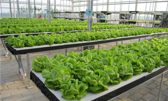 单层水培设施