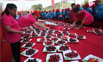 大连樱桃大王争霸赛