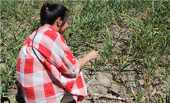 记者下基层了解作物品种