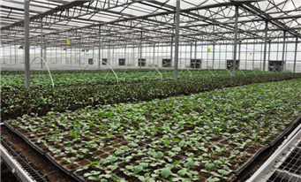 蔬菜培育基地