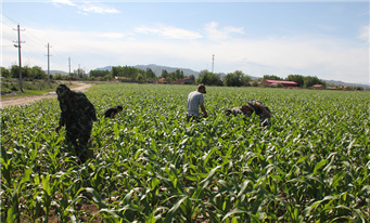 新疆兵团规模化种植