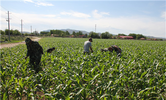新疆兵团规模化种植