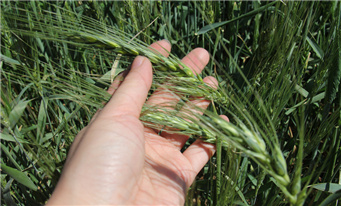 新疆黑小麦长势检测