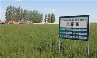 新疆丝路绿乡农业发展有限公司黑小麦示范田