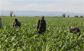 新疆玉米示范基地