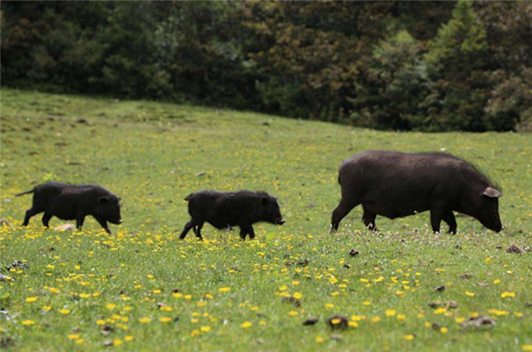 高品质猪肉怎么来？探秘雏鹰农牧的品质之路
