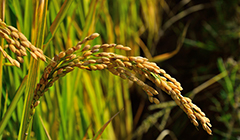 秋粮收获过四成