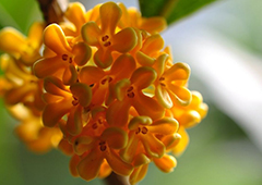 成都桂花巷里桂花香