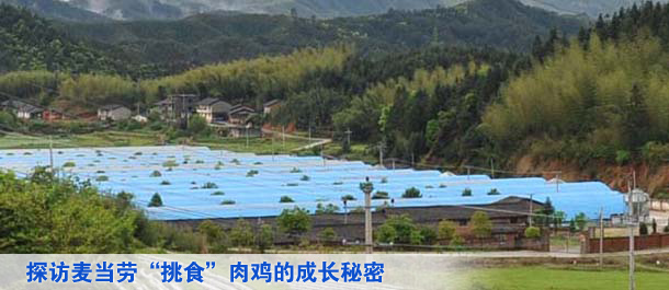探访麦当劳&ldquo;挑食&rdquo;肉鸡的成长秘密