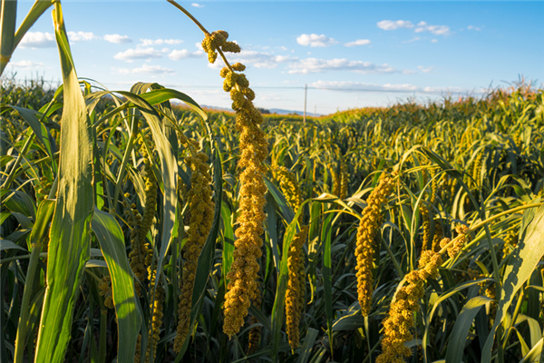 益海嘉里开创外企发挥产业优势助力精准脱贫