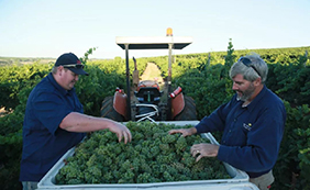 歌浓酒庄雷司令入选世界百大葡萄酒榜单