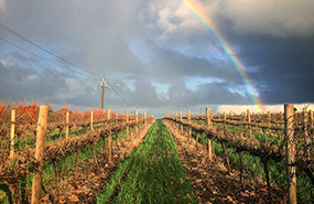 张裕收购澳大利亚歌浓酒庄扩大海外版图