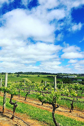 美国《葡萄酒观察家》：歌浓酒庄50%葡萄酒将销往中国