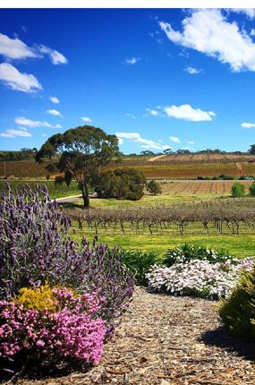 英国《饮料商务》：中国酒企眼光不再局限在波尔多