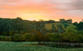 来一瓶帕克98分的歌浓：酒体厚重风格强劲