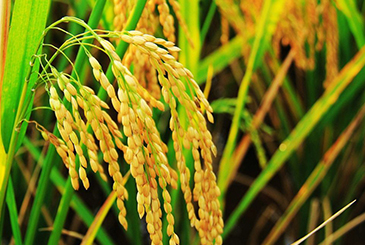 金正大启动万块示范田项目