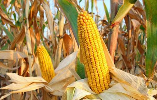 走进中国:作物也有营养餐