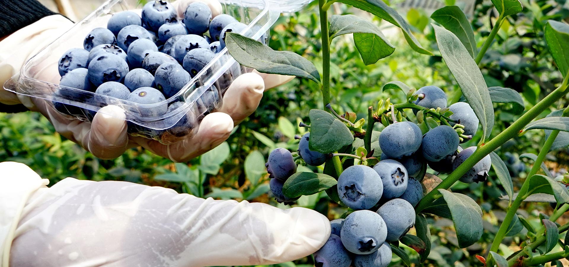 【高清圖集】小藍莓高收益