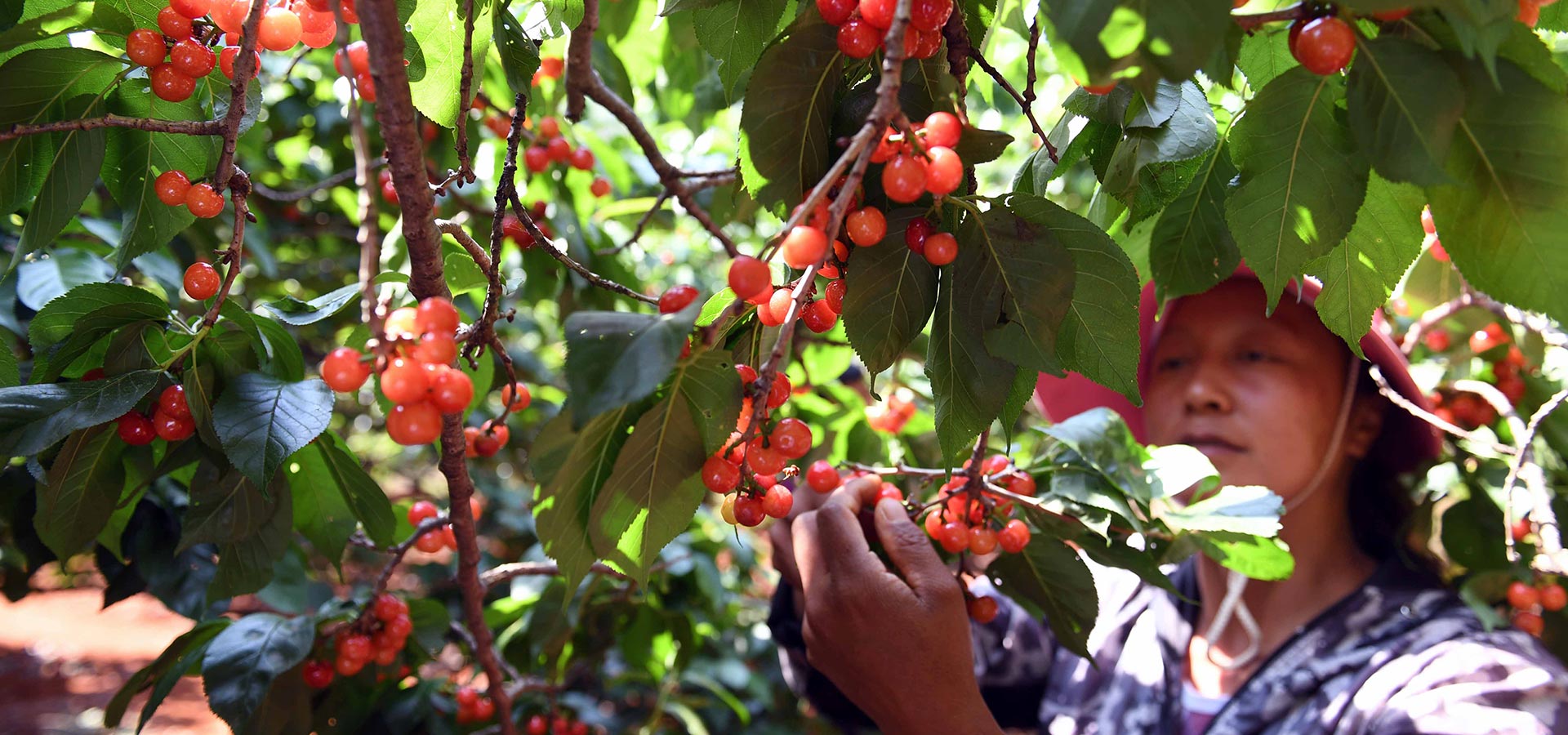 雲南富民調整農業産業結構 林果種植助農增收