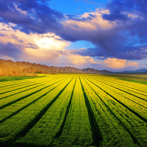 丰收，九月的味道