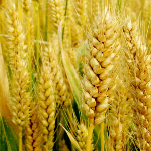 小麦粒重关键期，如何增加千粒重？教你这四招！