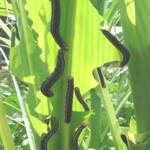 注意！玉米黏虫和草地螟防控工作这么做