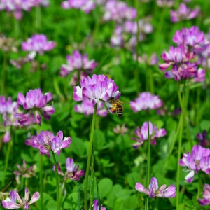 这3种&ldquo;杂草&rdquo;不用锄，还能提升地力、减肥增产！