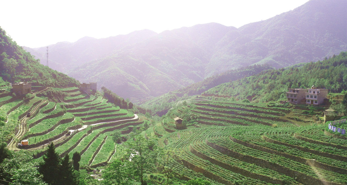 陕西省汉滨区陕茶基地