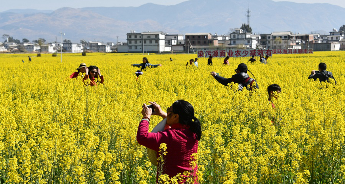 云南大理湾桥镇油菜花