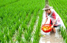 湖南南县推行绿色扶贫 稻虾田里致富忙