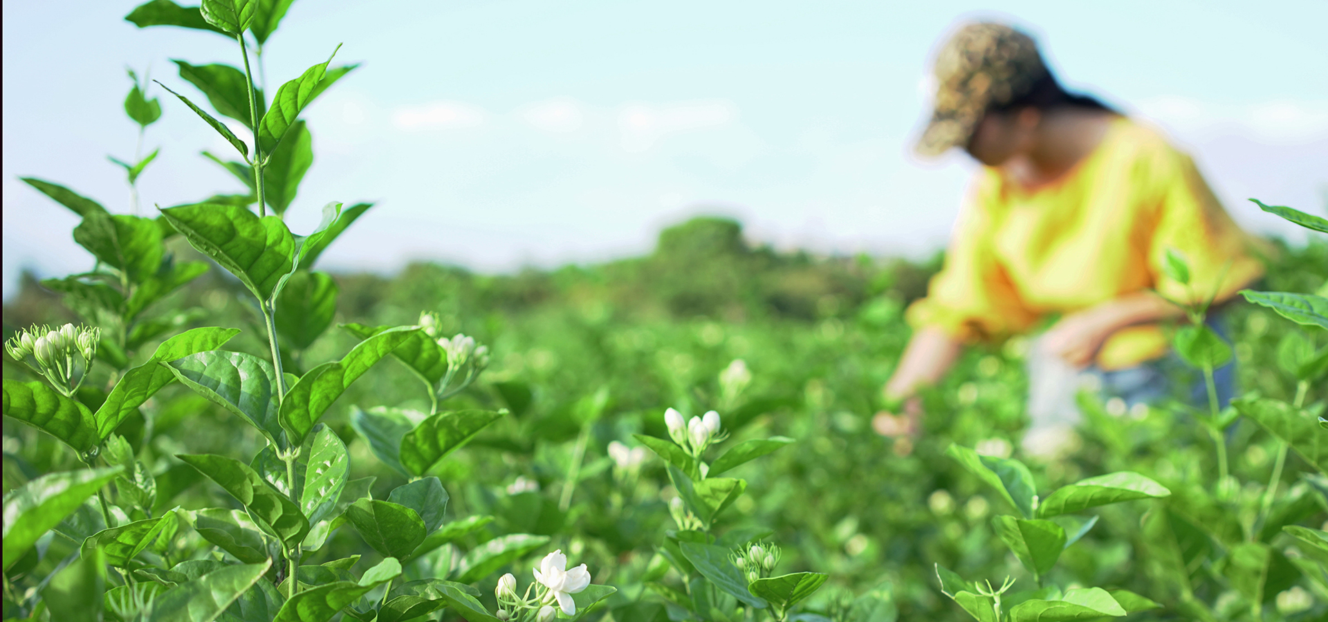 福州多措並舉推動茉莉花茶産業發展