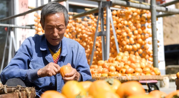 【高清图集】皖南山村柿子飘香