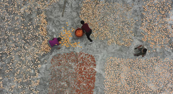 【高清图集】甘薯种植富农家