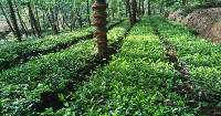 龍陵：強化茶園秋季管理 確保來年茶葉豐收