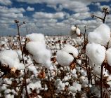 新疆棉花种植，光、水、土配比缺一不可