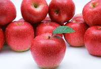 蘋果現代化種植的“洛川模式”