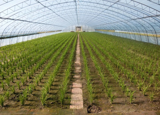 东北：创业农场探索特色水稻种植新&ldquo;稻&rdquo;路